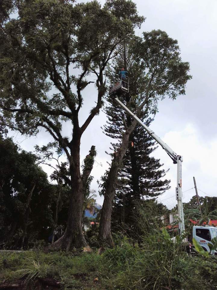Elagage arbre Guadeloupe