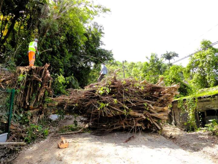 Abattage sécurisé Guadeloupe