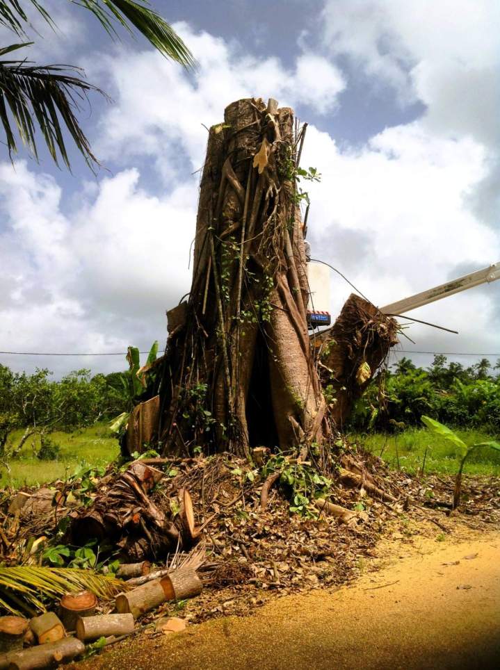 Abattage terrain difficile Saint-Claude, Coupe arbre pente Saint-Claude