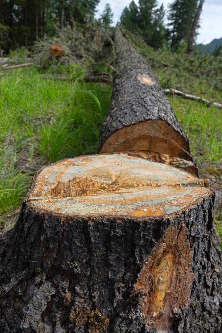 Abattage arbre malade Capesterre-Belle-Eau, Coupe arbre dangereux Capesterre-Belle-Eau