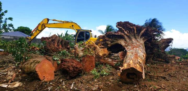 Travaux de défrichage Guadeloupe