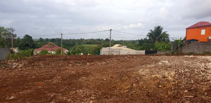 Évacuation bois déboisement Guadeloupe