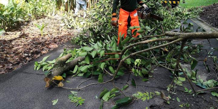 Travaux arboricoles Guadeloupe