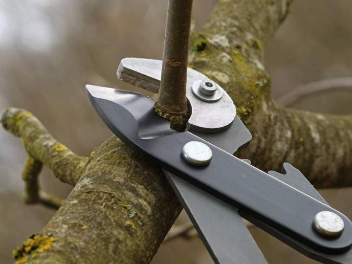 Élagage professionnel Baie-Mahault