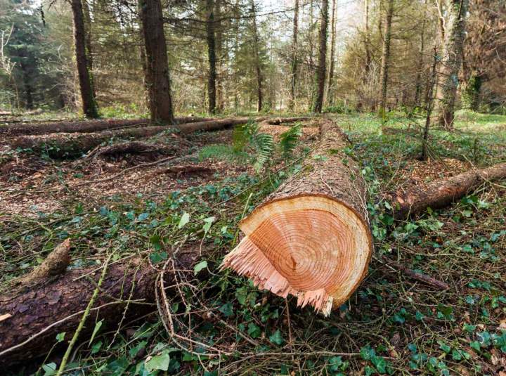 Gros travaux de défrichage de qualité